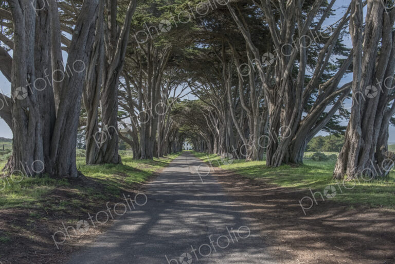 Point Reyes National Seashore, the Cypress Tree Tunnel at US Coast Guard Station, an…