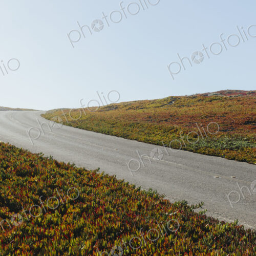 Point Reyes North Beach, Point Reyes National Seashore, California (ice plants are an…