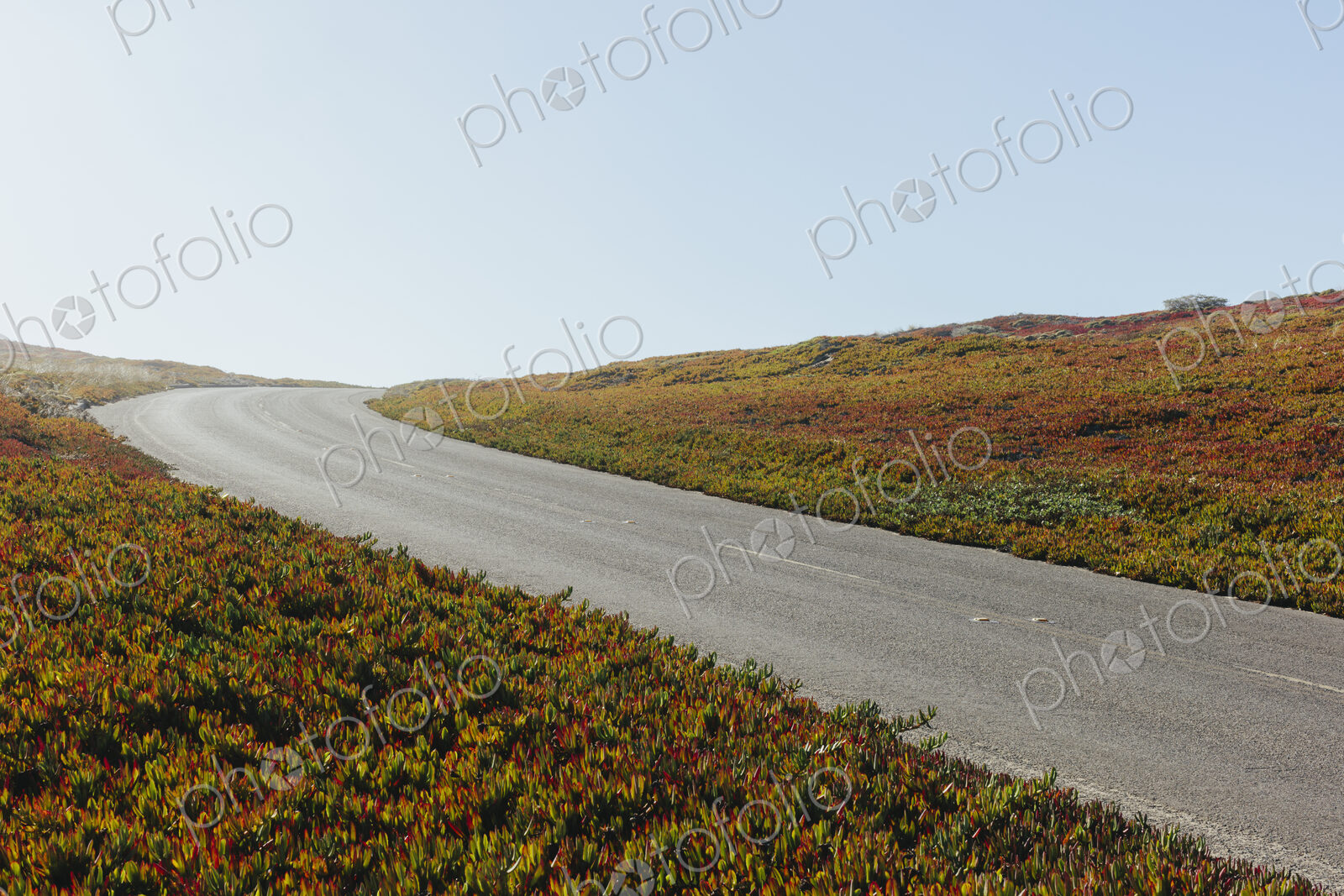 Point Reyes North Beach, Point Reyes National Seashore, California (ice plants are an…