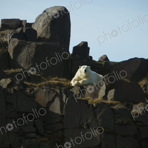 Polar Bear, Svalbard, Norway, Ursus maritimus Polar Bear, Svalbard, Norway, Ursus maritimus