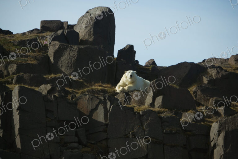 Polar Bear, Svalbard, Norway, Ursus maritimus