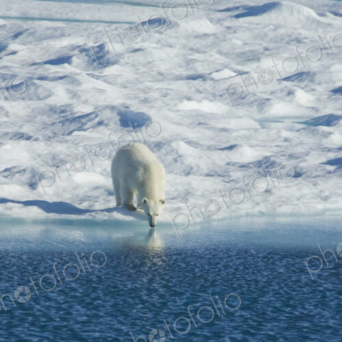 Polar bear in the wild. A powerful predator and a vulnerable or potentially endangered…