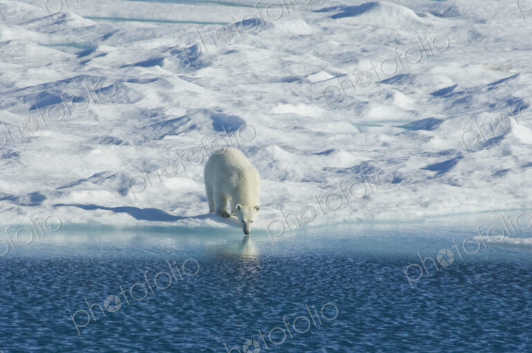 Polar bear in the wild. A powerful predator and a vulnerable or potentially endangered…