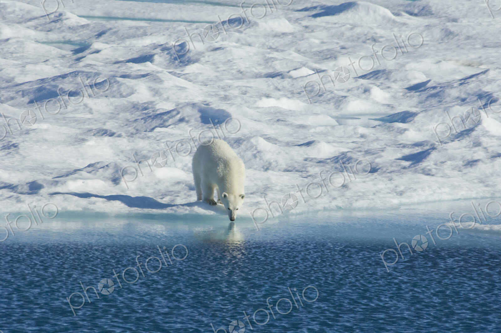 Polar bear in the wild. A powerful predator and a vulnerable or potentially endangered…