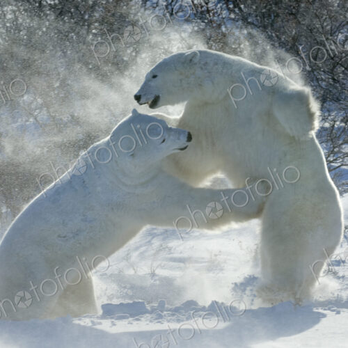 Polar bears in the wild. A powerful predator and a vulnerable or potentially… Polar bears in the wild. A powerful predator and a vulnerable or potentially…