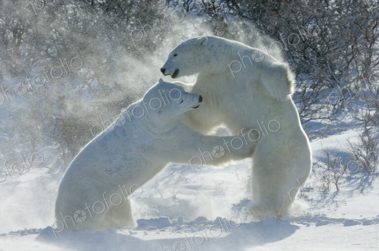 Polar bears in the wild. A powerful predator and a vulnerable or potentially…