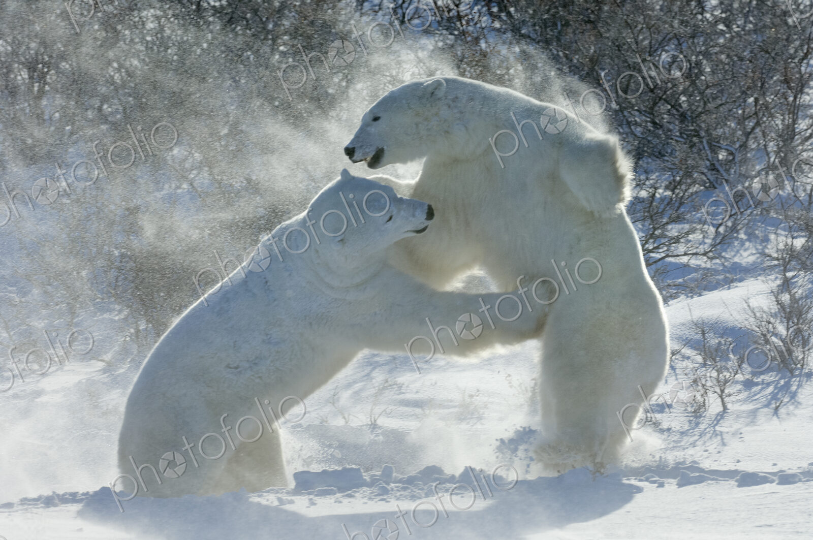 Polar bears in the wild. A powerful predator and a vulnerable or potentially…