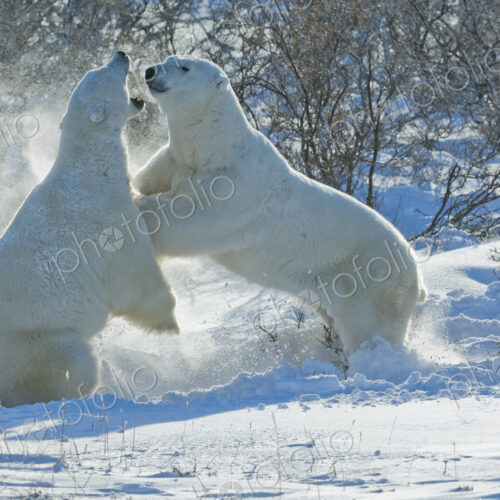 Polar bears in the wild. A powerful predator and a vulnerable or potentially… Polar bears in the wild. A powerful predator and a vulnerable or potentially…
