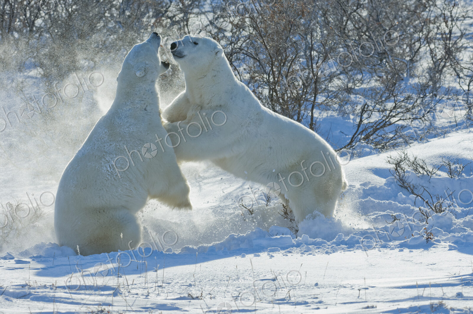Polar bears in the wild. A powerful predator and a vulnerable or potentially…