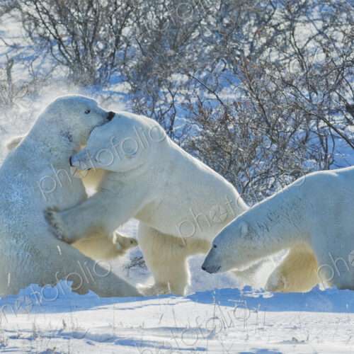 Polar bears in the wild. A powerful predator and a vulnerable or potentially… Polar bears in the wild. A powerful predator and a vulnerable or potentially…