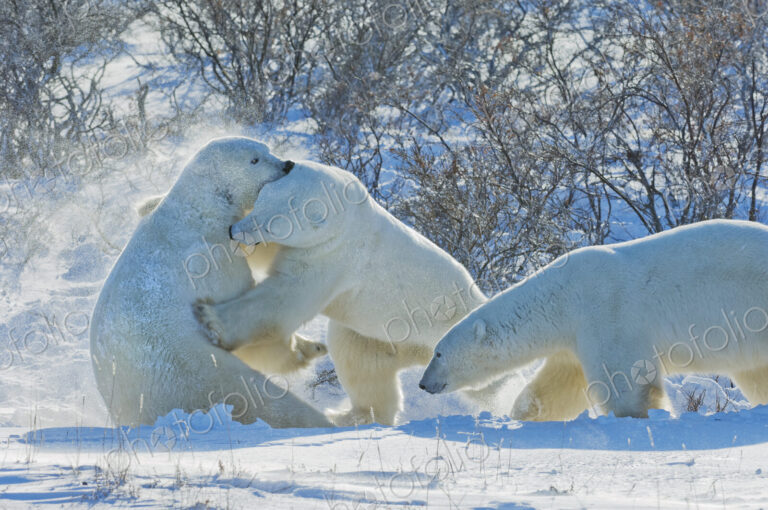 Polar bears in the wild. A powerful predator and a vulnerable or potentially…