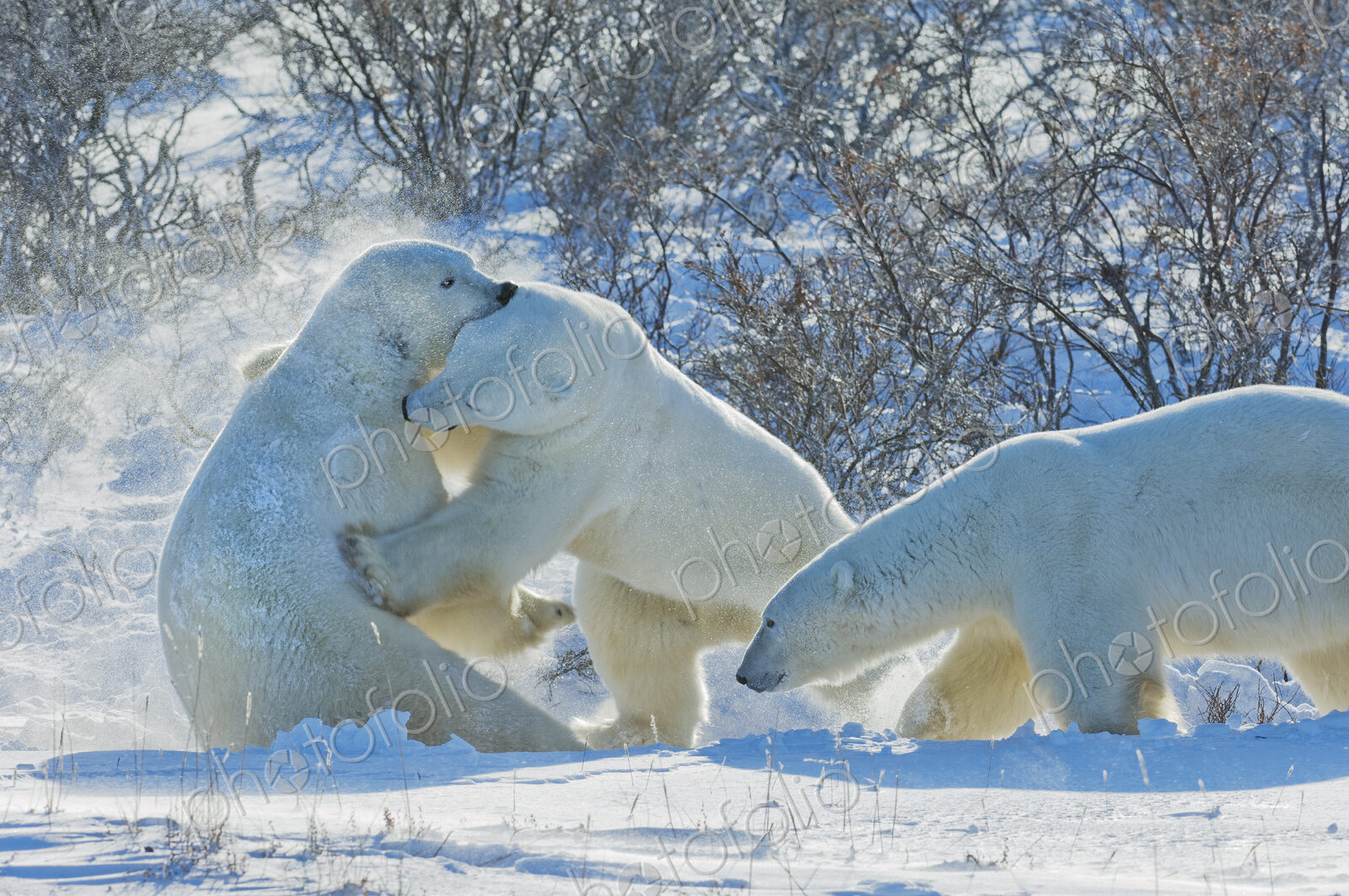 Polar bears in the wild. A powerful predator and a vulnerable or potentially…