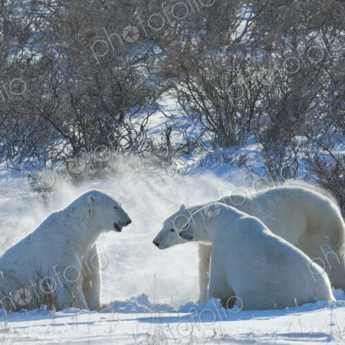 Polar bears in the wild. A powerful predator and a vulnerable or potentially… Polar bears in the wild. A powerful predator and a vulnerable or potentially…
