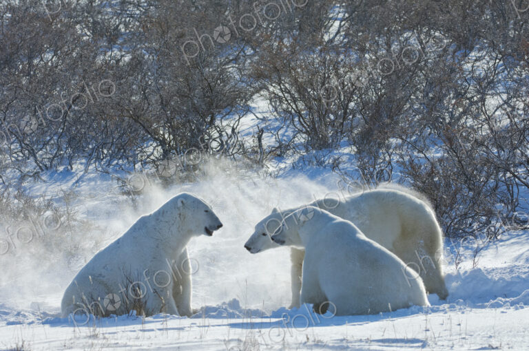 Polar bears in the wild. A powerful predator and a vulnerable or potentially…
