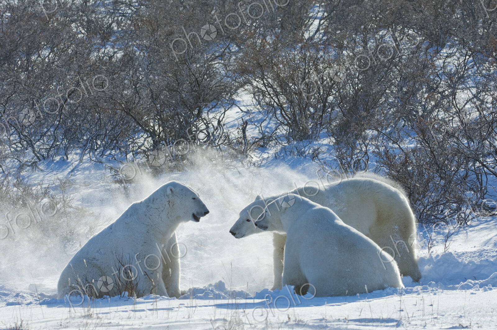 Polar bears in the wild. A powerful predator and a vulnerable or potentially…