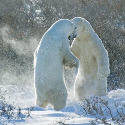 Polar bears in the wild. A powerful predator and a vulnerable or potentially… Polar bears in the wild. A powerful predator and a vulnerable or potentially…