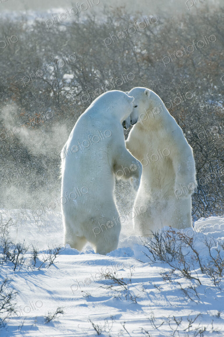 Polar bears in the wild. A powerful predator and a vulnerable or potentially…