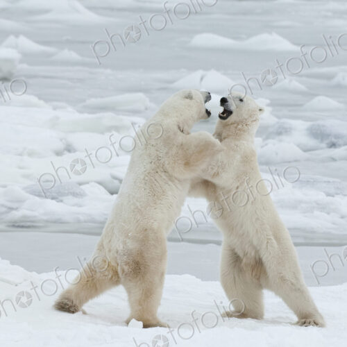 Polar bears in the wild. A powerful predator and a vulnerable or potentially… Polar bears in the wild. A powerful predator and a vulnerable or potentially…
