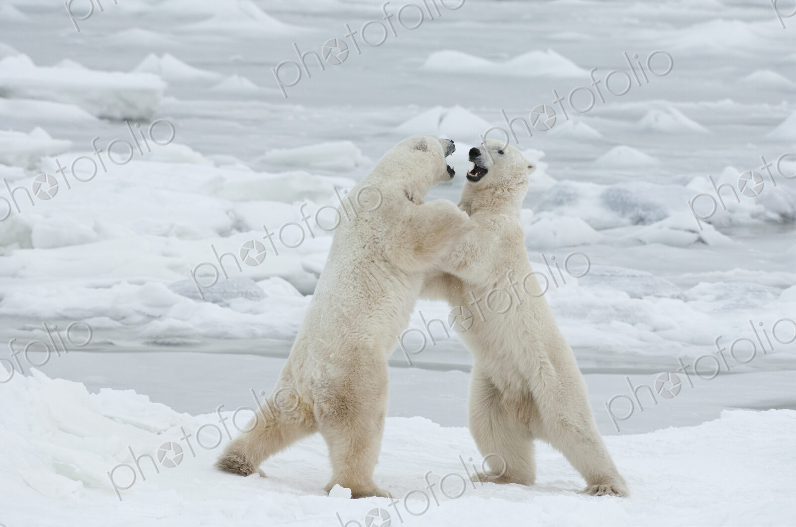 Polar bears in the wild. A powerful predator and a vulnerable or potentially…