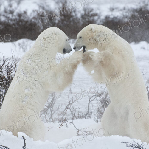 Polar bears in the wild. A powerful predator and a vulnerable or potentially… Polar bears in the wild. A powerful predator and a vulnerable or potentially…
