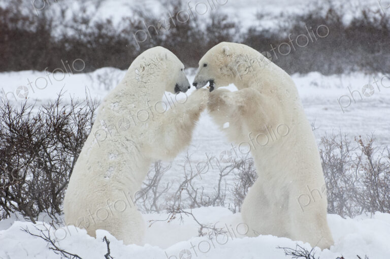 Polar bears in the wild. A powerful predator and a vulnerable or potentially…