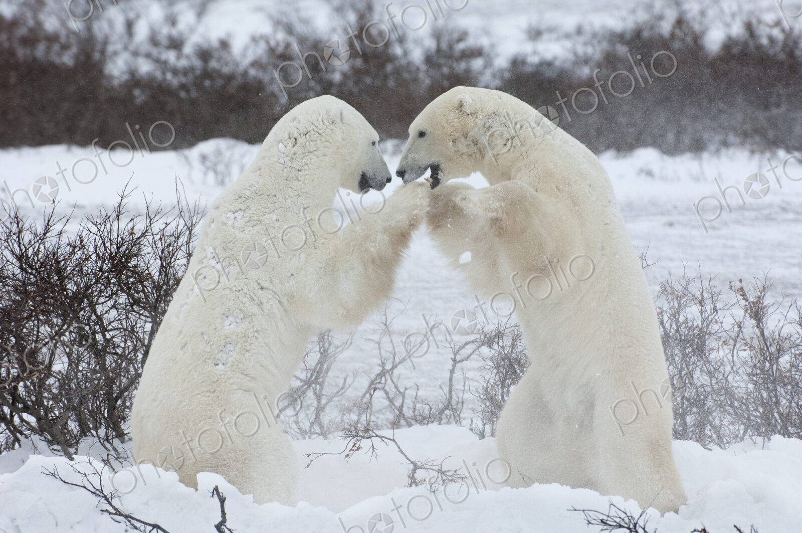 Polar bears in the wild. A powerful predator and a vulnerable or potentially…