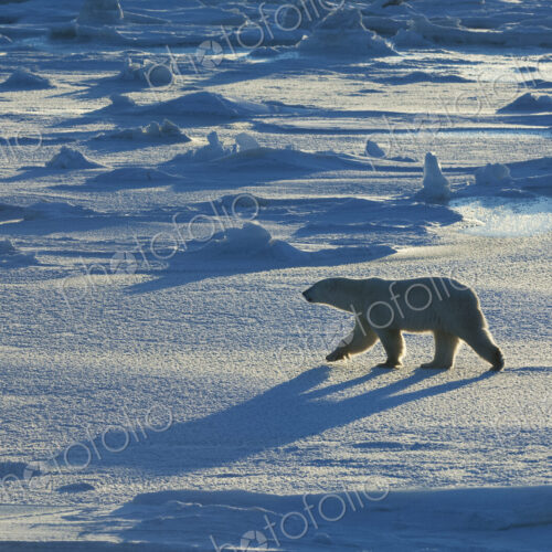 Polar bears in the wild. A powerful predator and a vulnerable or potentially… Polar bears in the wild. A powerful predator and a vulnerable or potentially…