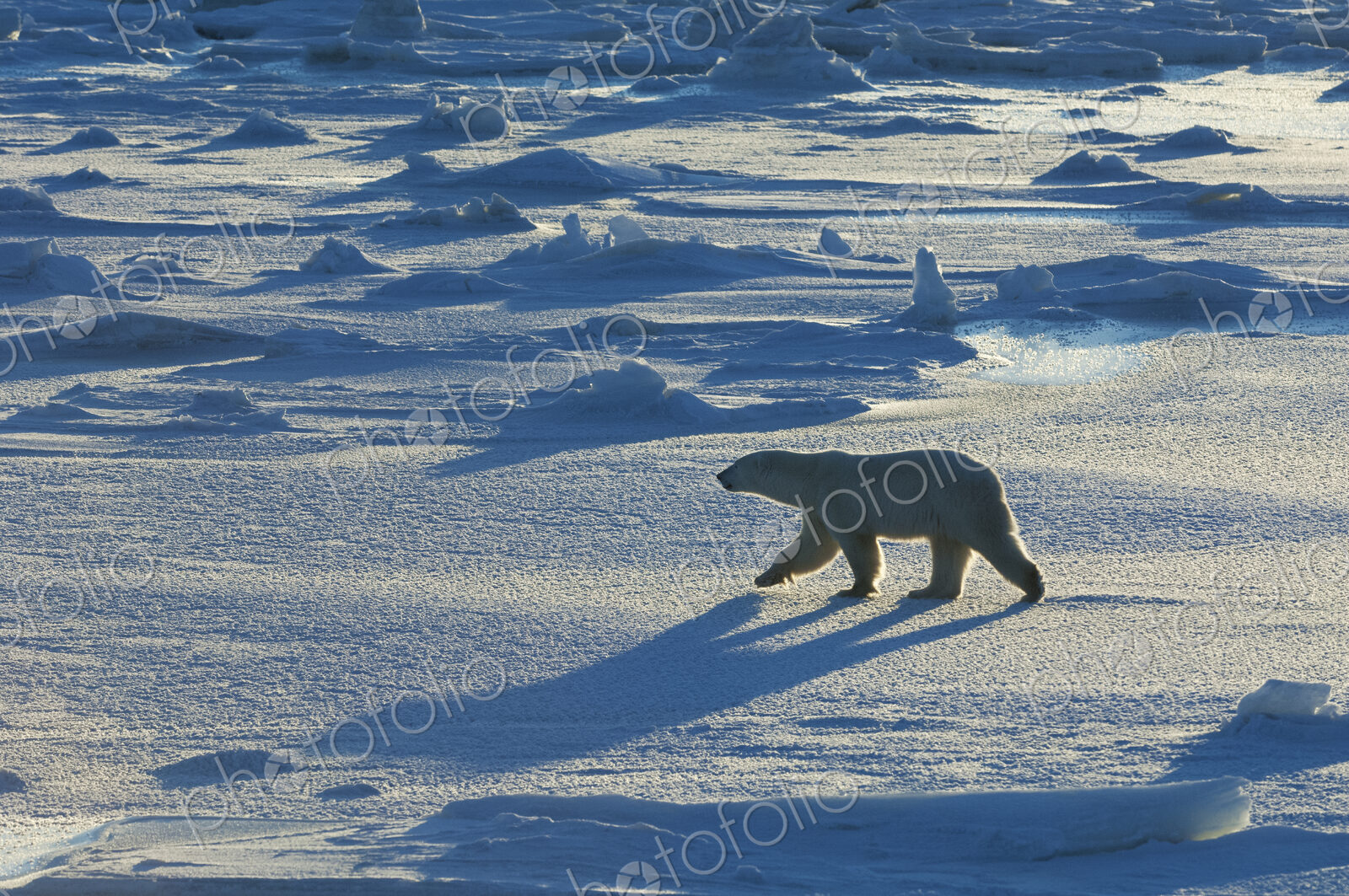 Polar bears in the wild. A powerful predator and a vulnerable or potentially…