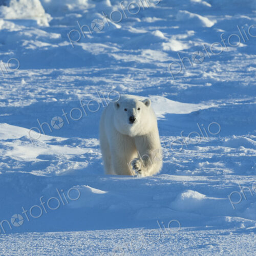 Polar bears in the wild. A powerful predator and a vulnerable or potentially… Polar bears in the wild. A powerful predator and a vulnerable or potentially…