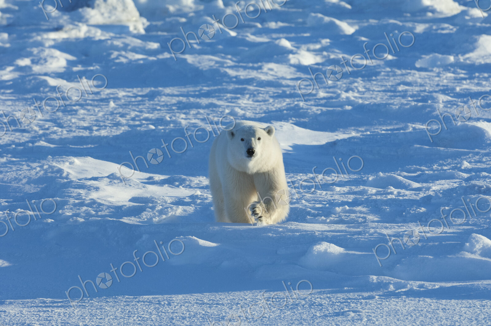 Polar bears in the wild. A powerful predator and a vulnerable or potentially…