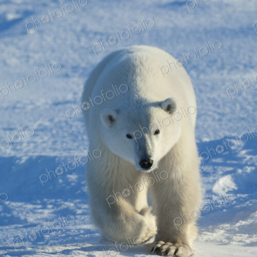Polar bears in the wild. A powerful predator and a vulnerable or potentially… Polar bears in the wild. A powerful predator and a vulnerable or potentially…