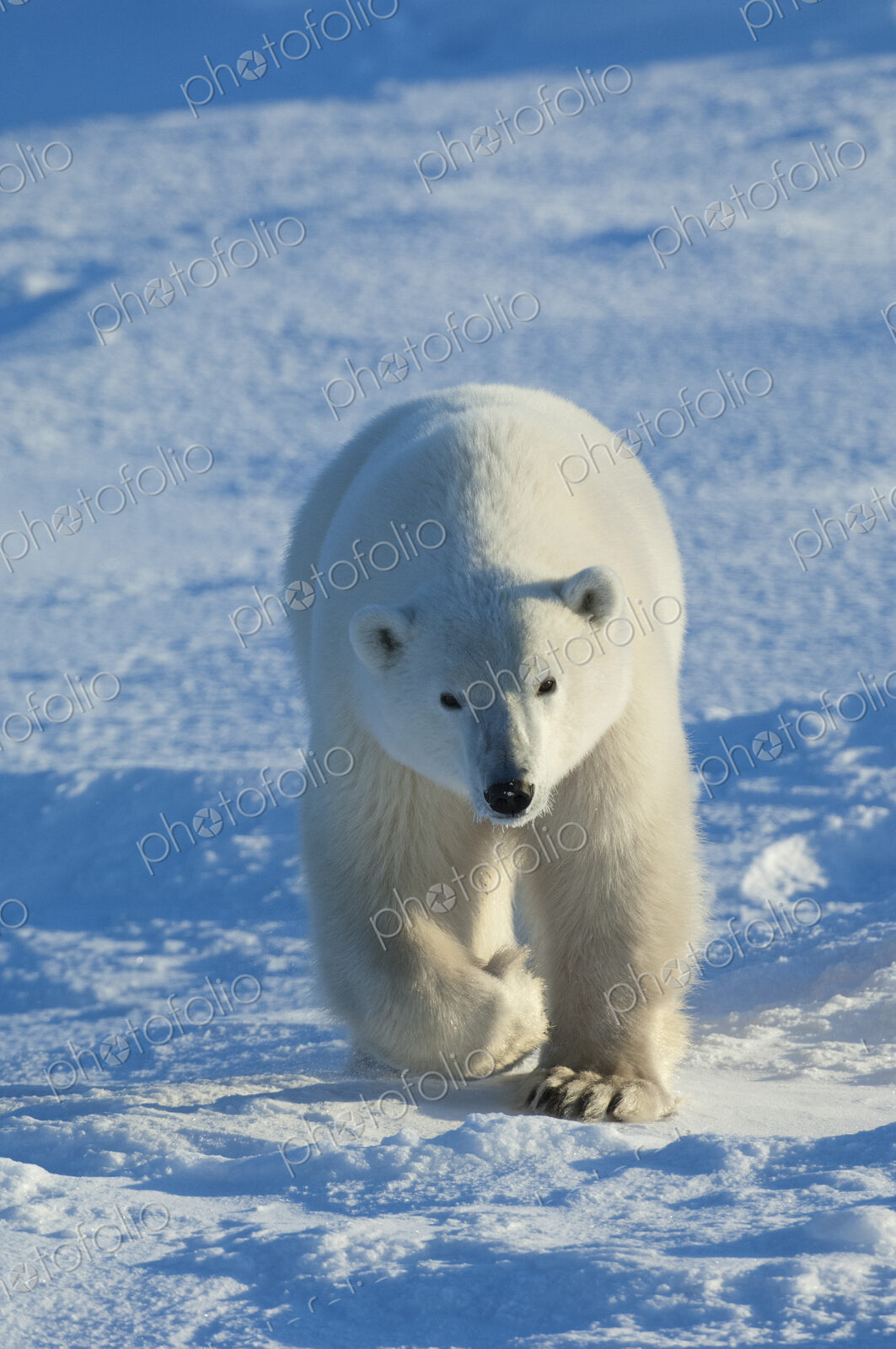 Polar bears in the wild. A powerful predator and a vulnerable or potentially…