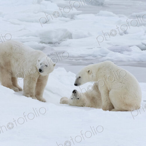 Polar bears in the wild. A powerful predator and a vulnerable or potentially… Polar bears in the wild. A powerful predator and a vulnerable or potentially…