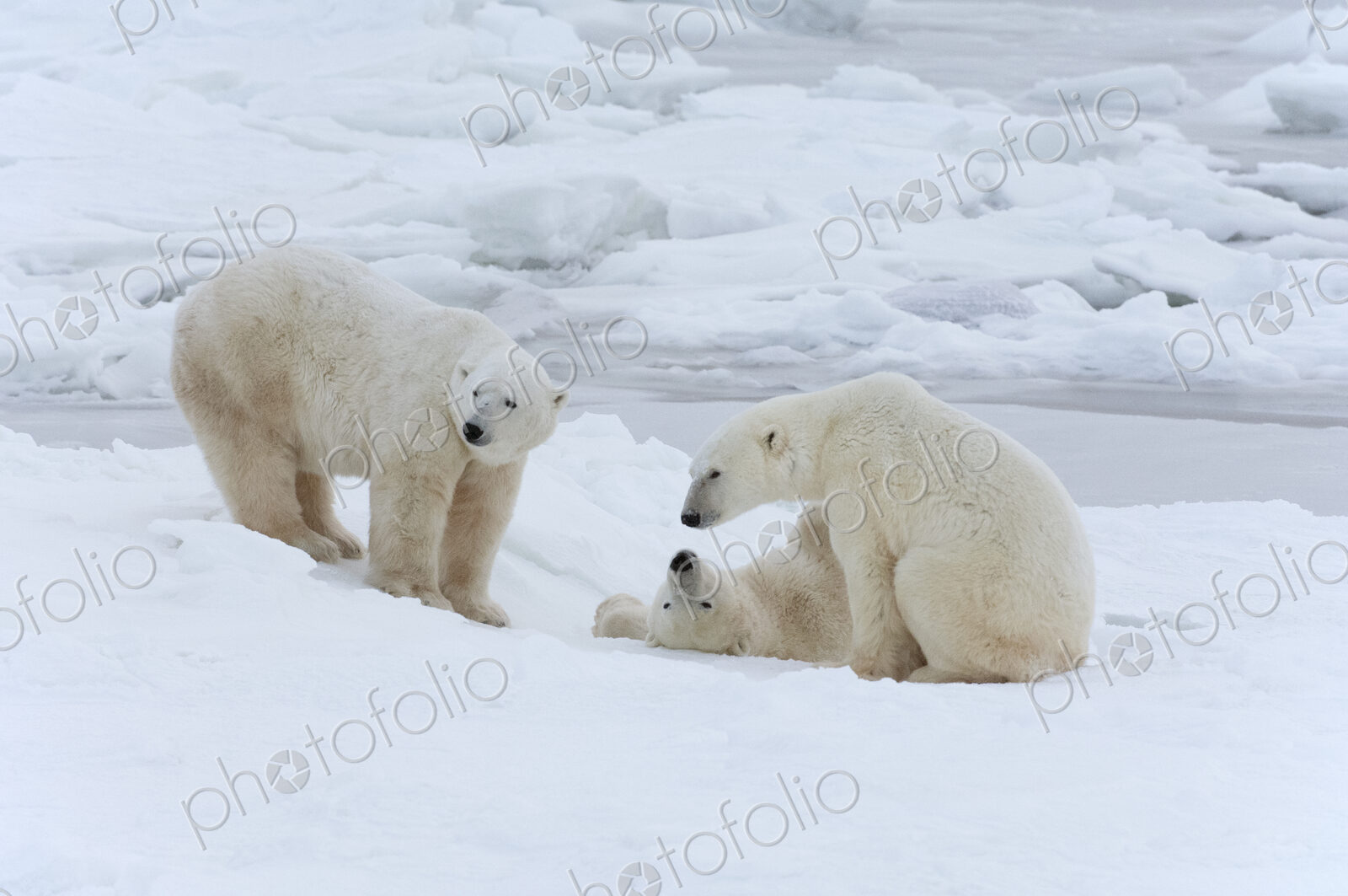 Polar bears in the wild. A powerful predator and a vulnerable or potentially…