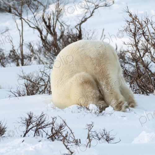 Polar bears in the wild. A powerful predator and a vulnerable or potentially… Polar bears in the wild. A powerful predator and a vulnerable or potentially…