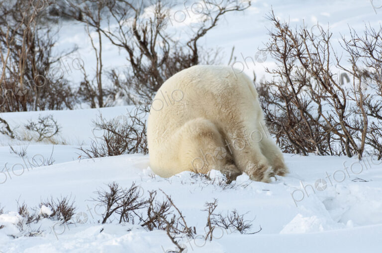 Polar bears in the wild. A powerful predator and a vulnerable or potentially…