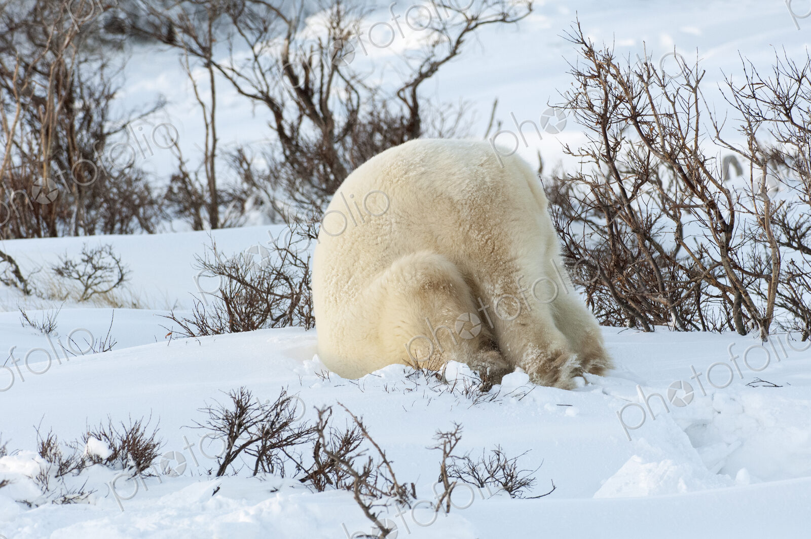 Polar bears in the wild. A powerful predator and a vulnerable or potentially…