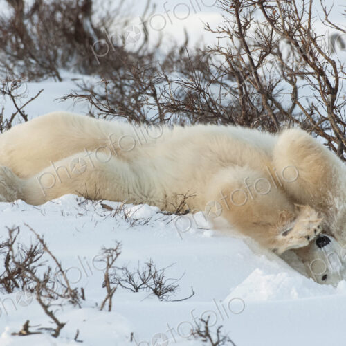 Polar bears in the wild. A powerful predator and a vulnerable or potentially… Polar bears in the wild. A powerful predator and a vulnerable or potentially…