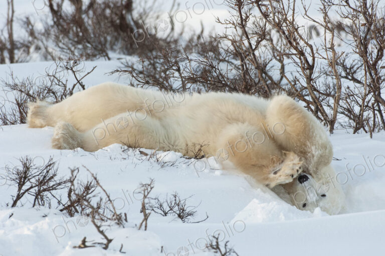 Polar bears in the wild. A powerful predator and a vulnerable or potentially…