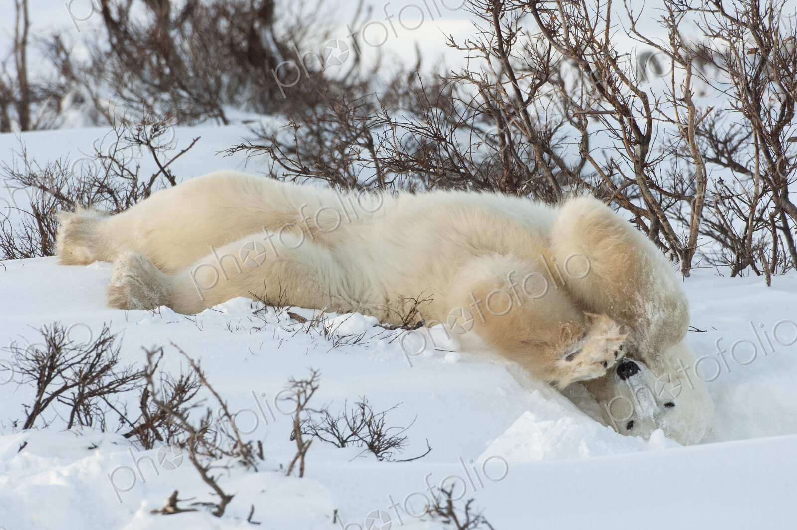 Polar bears in the wild. A powerful predator and a vulnerable or potentially…