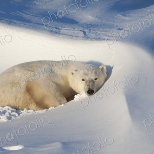 Polar bears in the wild. A powerful predator and a vulnerable or potentially… Polar bears in the wild. A powerful predator and a vulnerable or potentially…