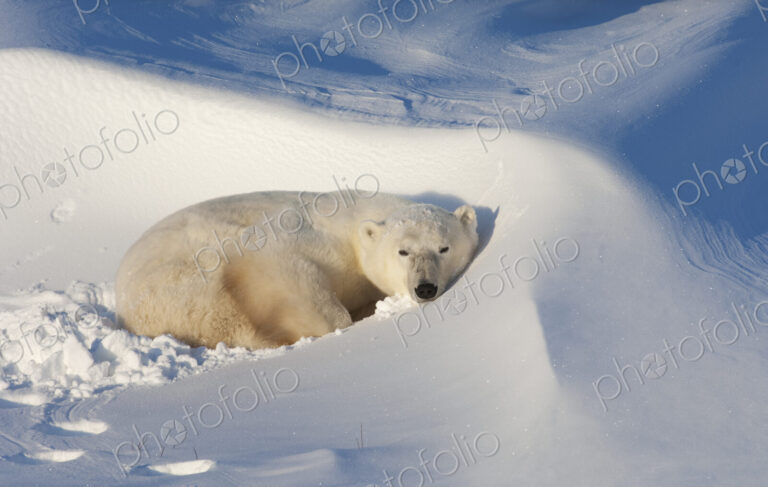 Polar bears in the wild. A powerful predator and a vulnerable or potentially…