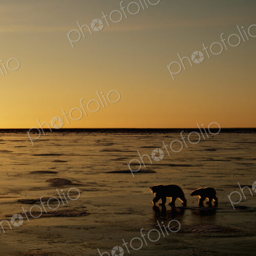 Polar bears in the wild. A powerful predator and a vulnerable or potentially… Polar bears in the wild. A powerful predator and a vulnerable or potentially…