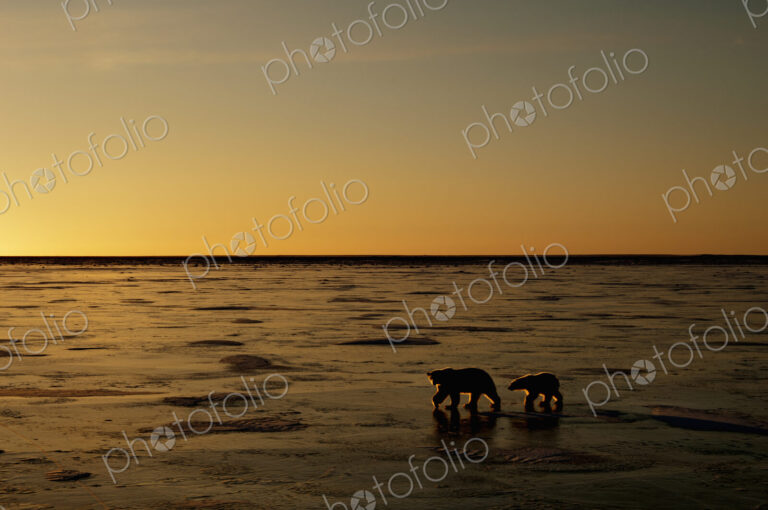 Polar bears in the wild. A powerful predator and a vulnerable or potentially…