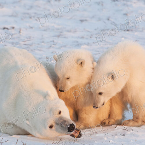 Polar bears in the wild. A powerful predator and a vulnerable or potentially… Polar bears in the wild. A powerful predator and a vulnerable or potentially…