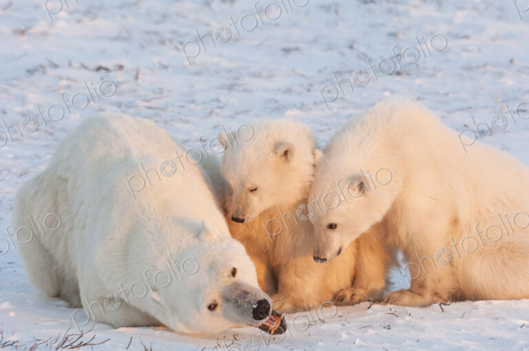 Polar bears in the wild. A powerful predator and a vulnerable or potentially…