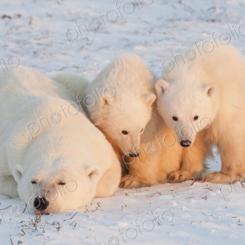 Polar bears in the wild. A powerful predator and a vulnerable or potentially… Polar bears in the wild. A powerful predator and a vulnerable or potentially…