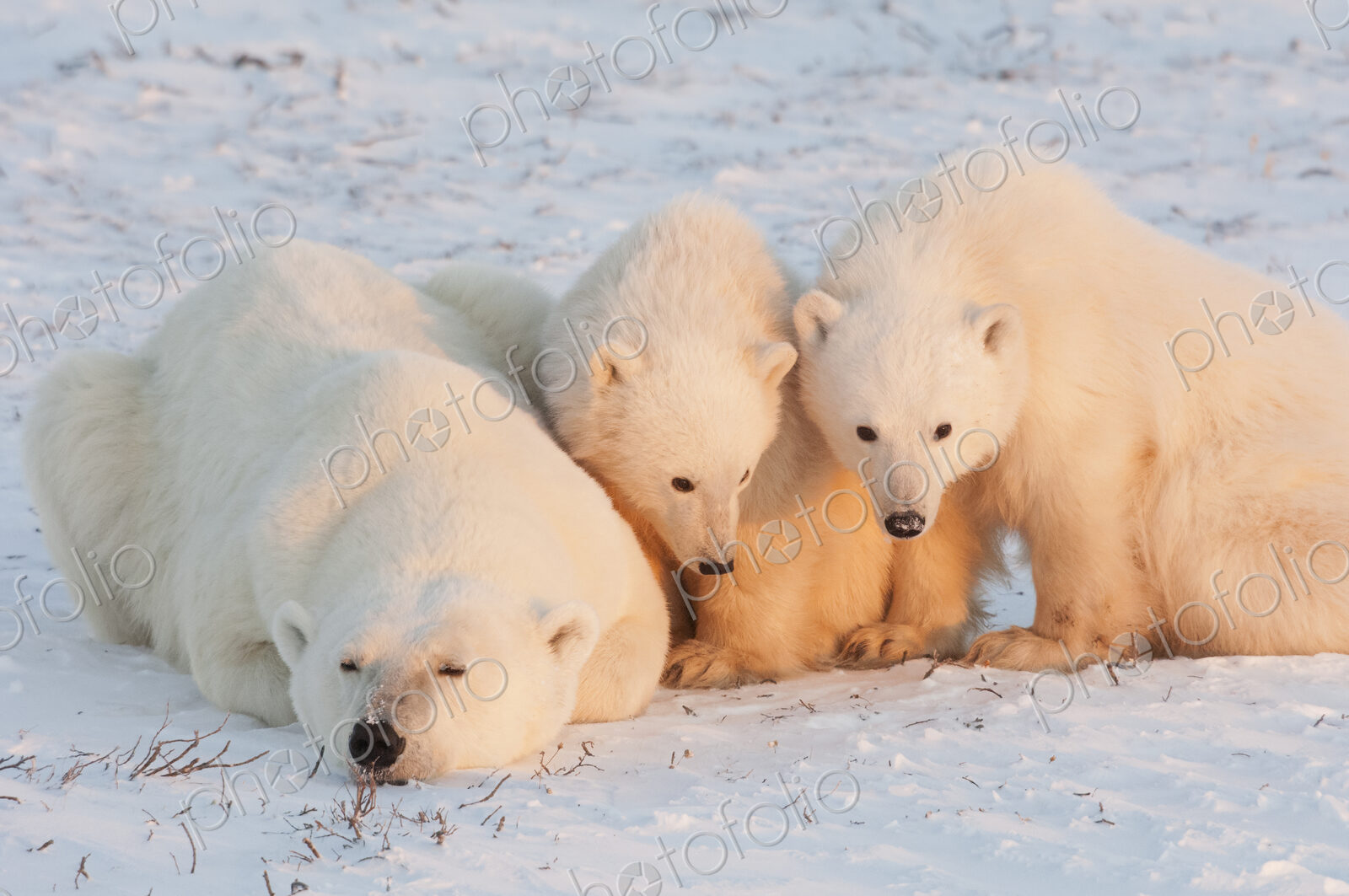 Polar bears in the wild. A powerful predator and a vulnerable or potentially…