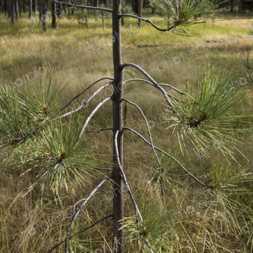 Ponderosa pine sapling, forest and meadow in distance, High Sierra, Lake Tahoe, CA, USA Ponderosa pine sapling, forest and meadow in distance, High Sierra, Lake Tahoe, CA, USA