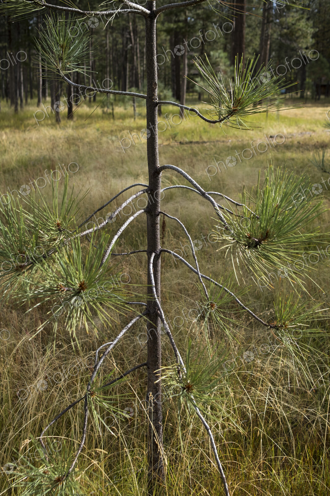Ponderosa pine sapling, forest and meadow in distance, High Sierra, Lake Tahoe, CA, USA